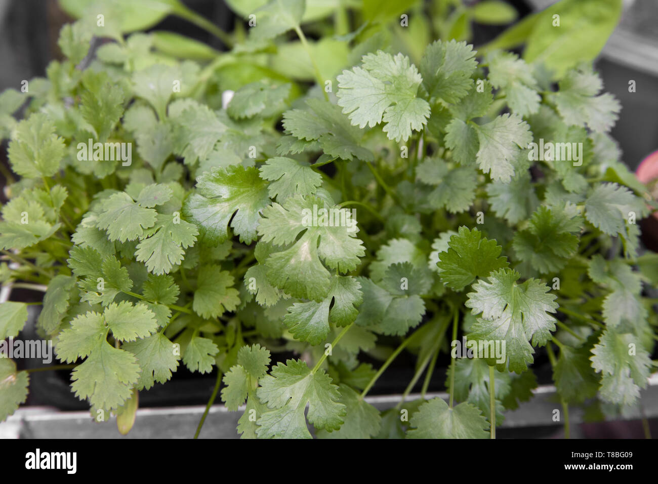 Corriander leaf hires stock photography and images Alamy