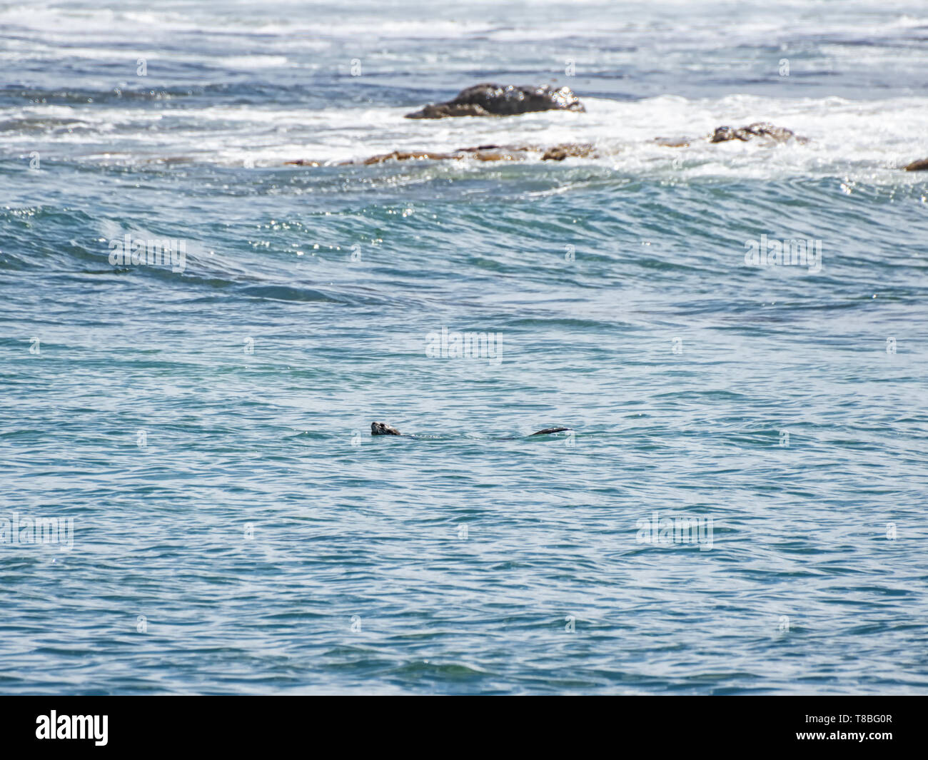 A Cape Clawless Otter swimming in Southern Africa Stock Photo - Alamy