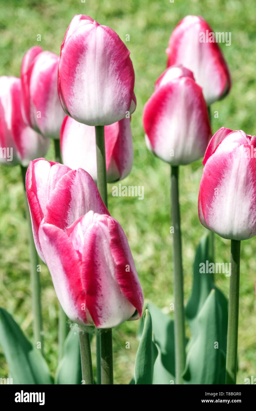 Beautiful garden flowers, pink white tulips flower bed garden tulips Triumph Tulip Tulipa 'Mata Hari' Stock Photo