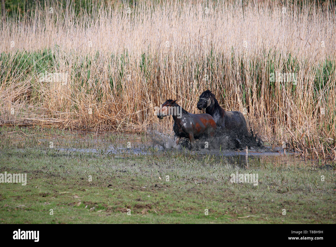 Horses run through the water Stock Photo Alamy