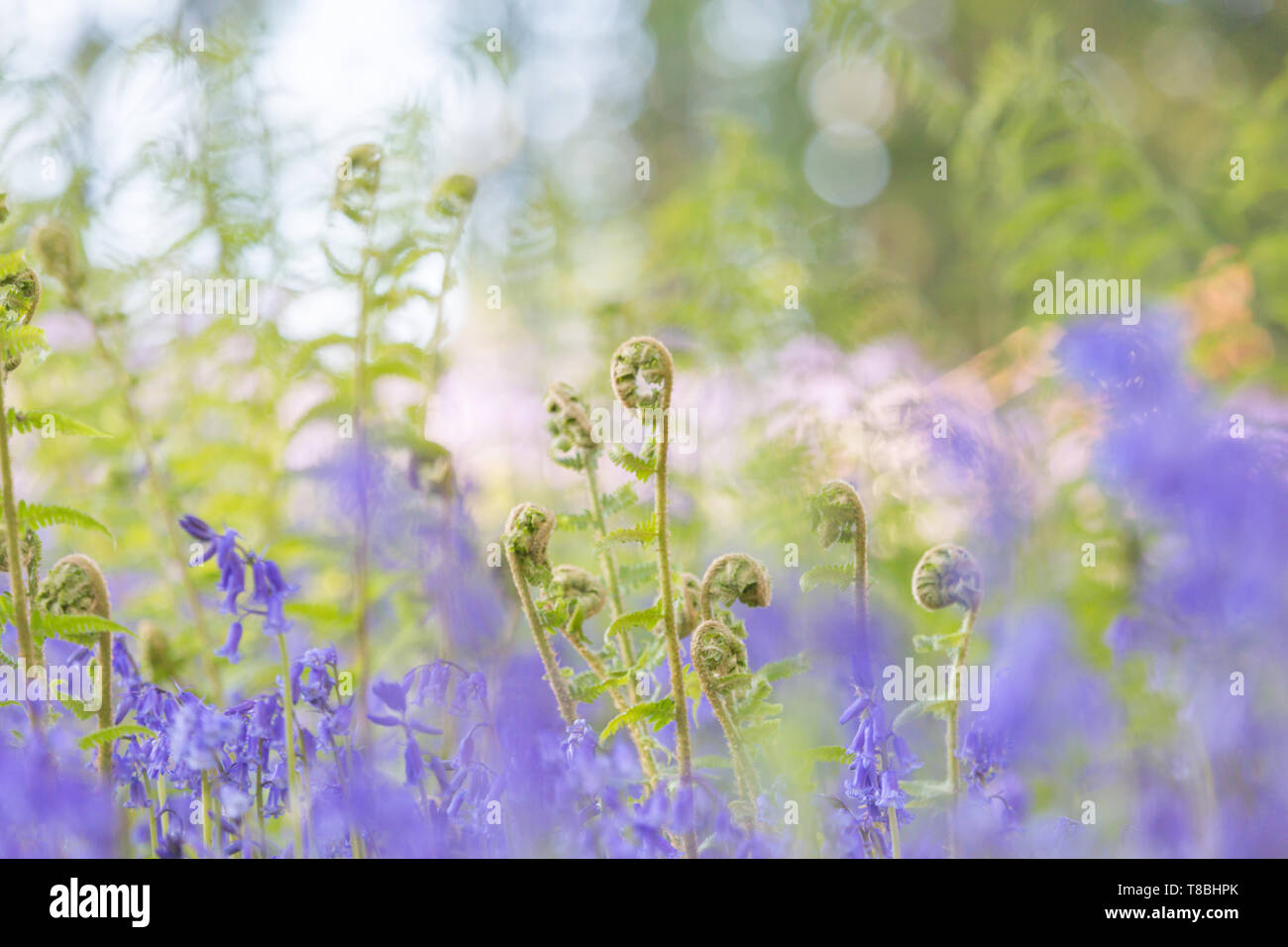 Bluebell wood with creative dreamy effect Stock Photo