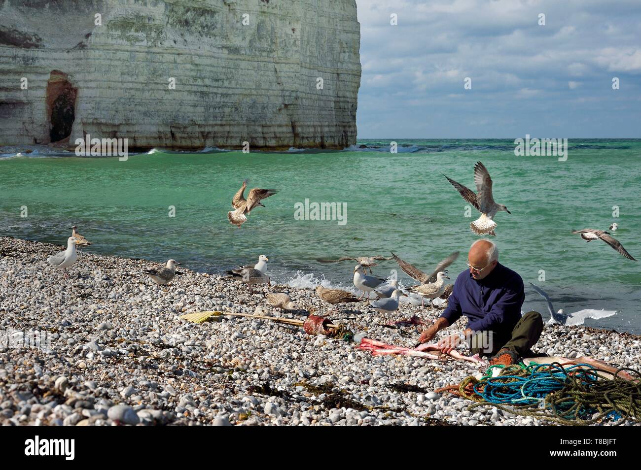 France, Seine-Maritime, Cote d'Albatre, Pays de Caux, Yport, grounding port on the beach, the fisherman Alain Moulin emptying a school shark (Galeorhinus galeus) Stock Photo