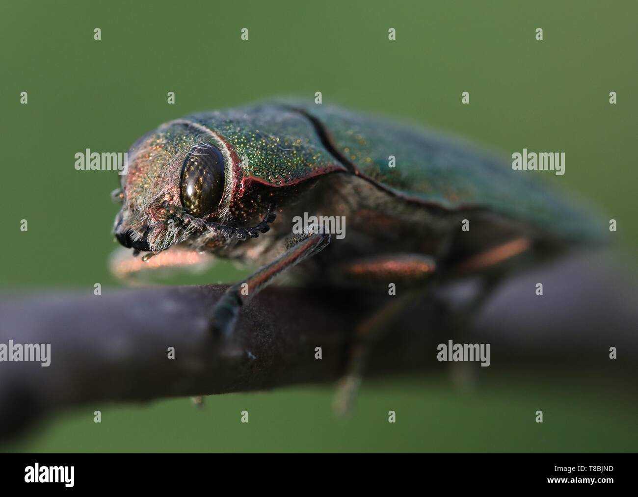 A green beetle named Perotis Chlorana walking on a tree branch in early morning light. Stock Photo
