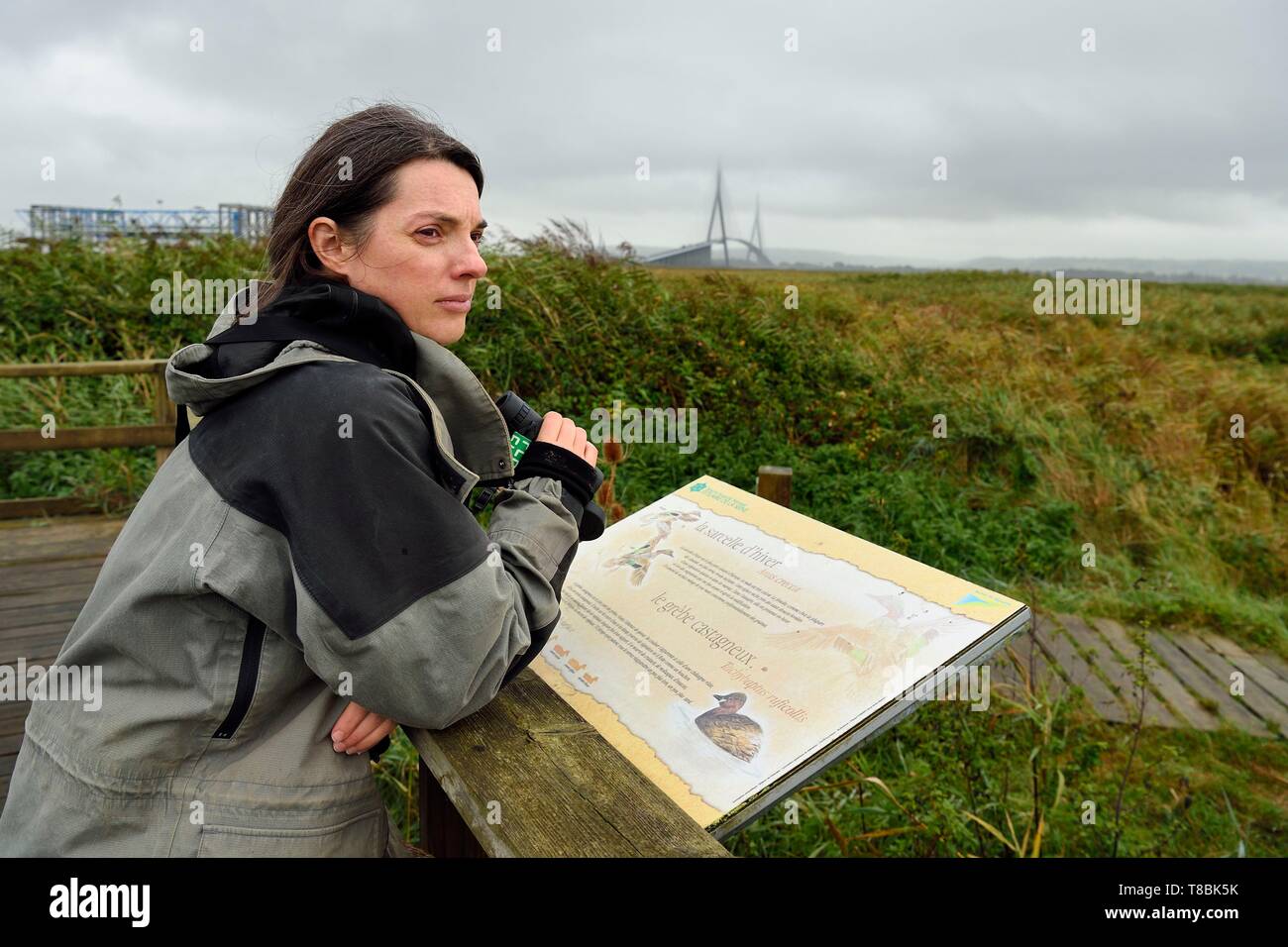 France, Seine Maritime, Natural Reserve of the Seine estuary and Normandy bridge, Stephanie Reymann from the Maison de l'Estuaire on the discovery trail into the reed bed Stock Photo
