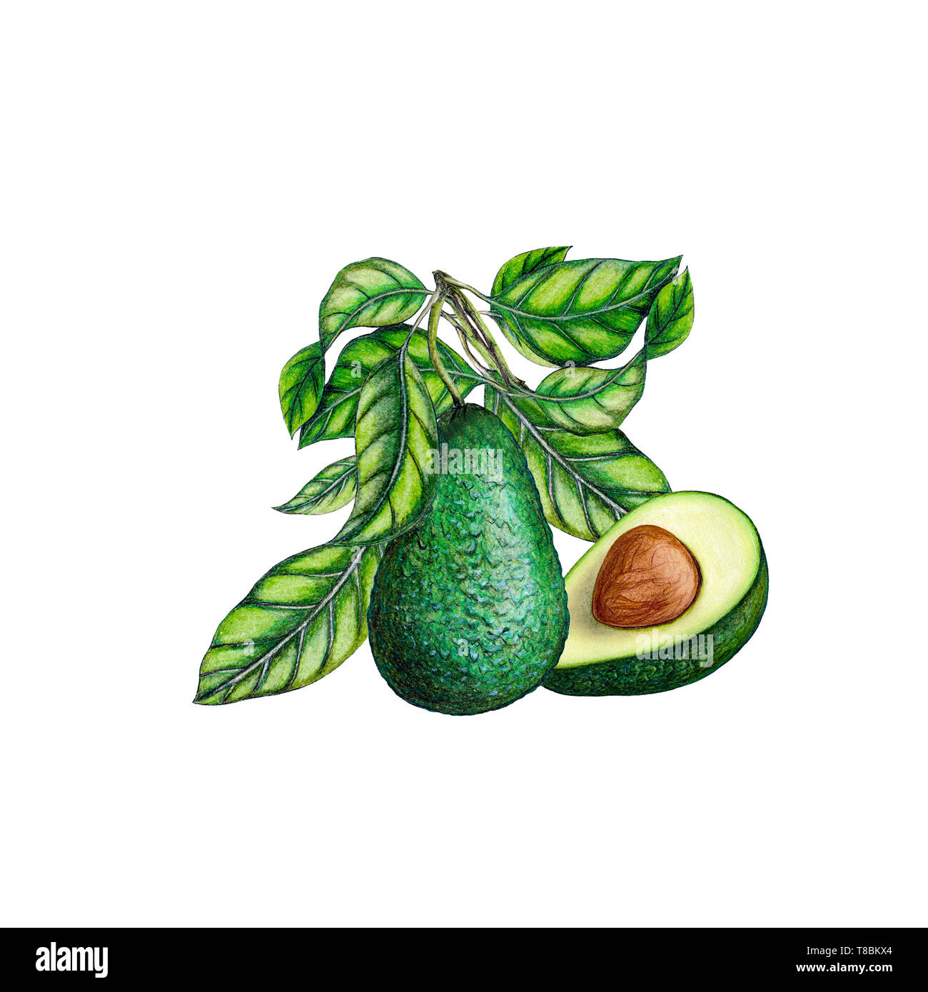 Cut Half Avocado Isolated Illustration High Resolution Stock Photography And Images Alamy