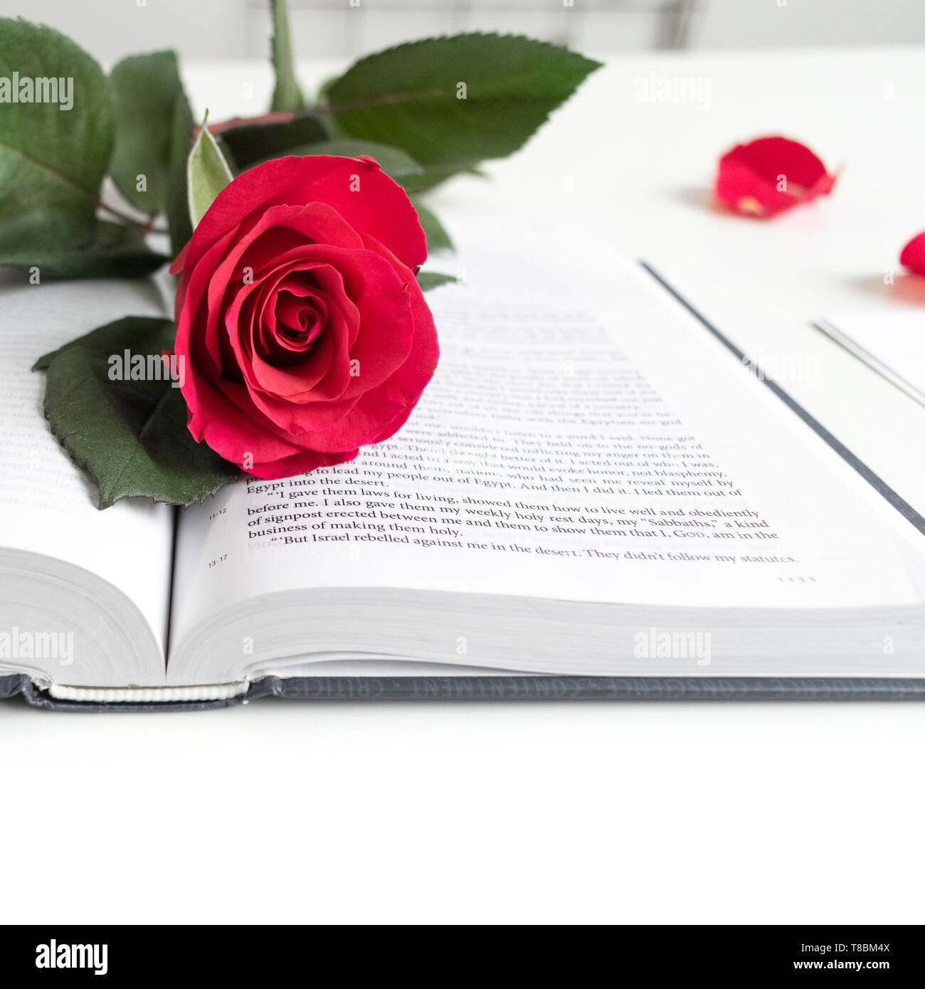 Red rose, red petals and a Bible on a white table. Clean white background. Stock Photo