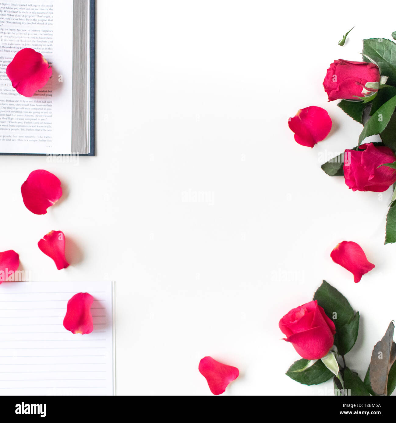 Red rose, red petals and a Bible on a white table. Clean white background. Stock Photo