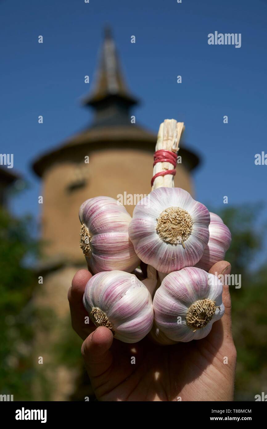 images Braid photography stock Page 5 and hi-res - garlic Alamy -