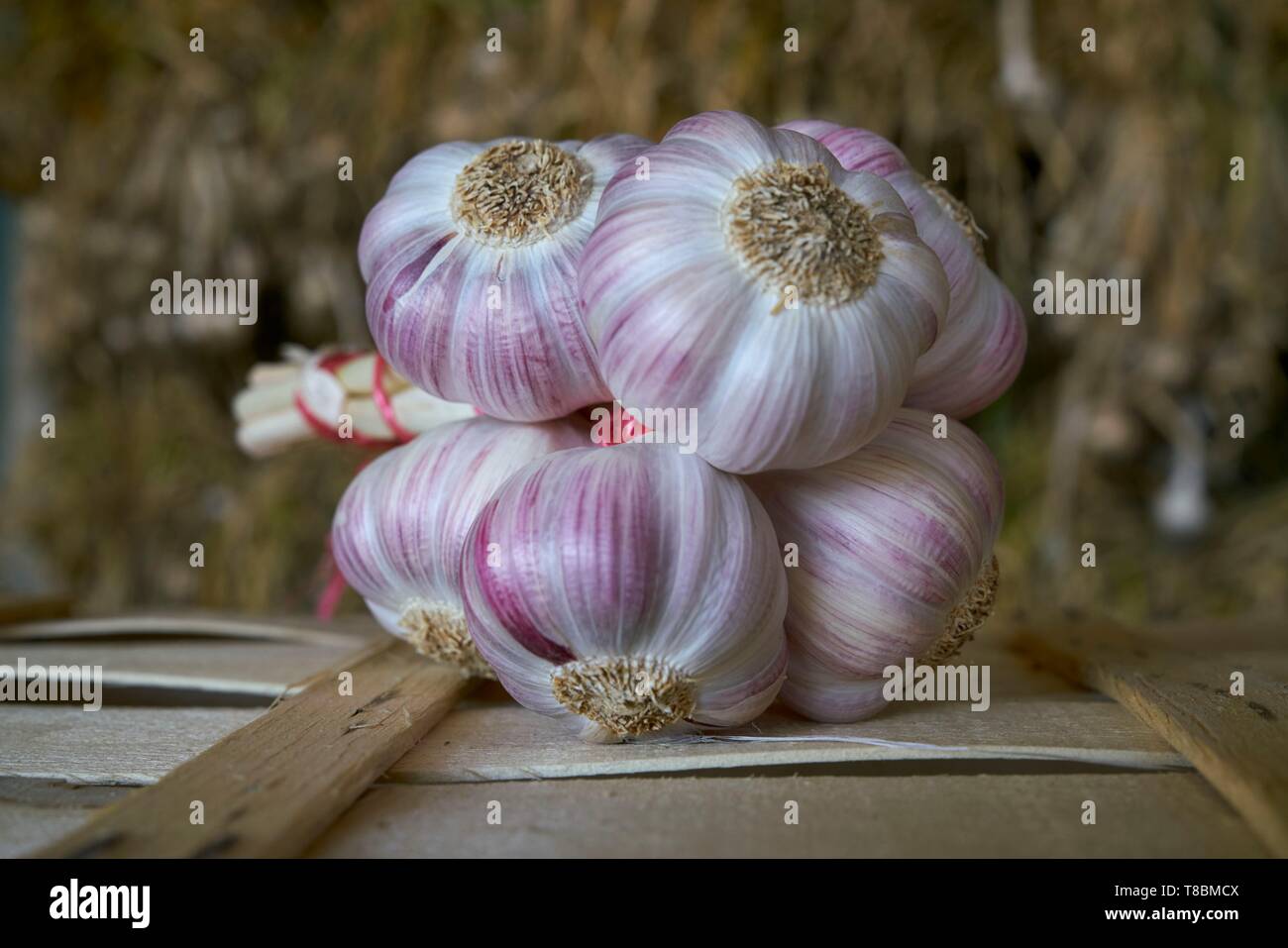 France, Tarn, Lautrec, Gael Bardou, producer of Pink Garlic Lautrec and President of the Red Label Defense and Lautrec pink Garlic IGP, Garlic braid Stock Photo