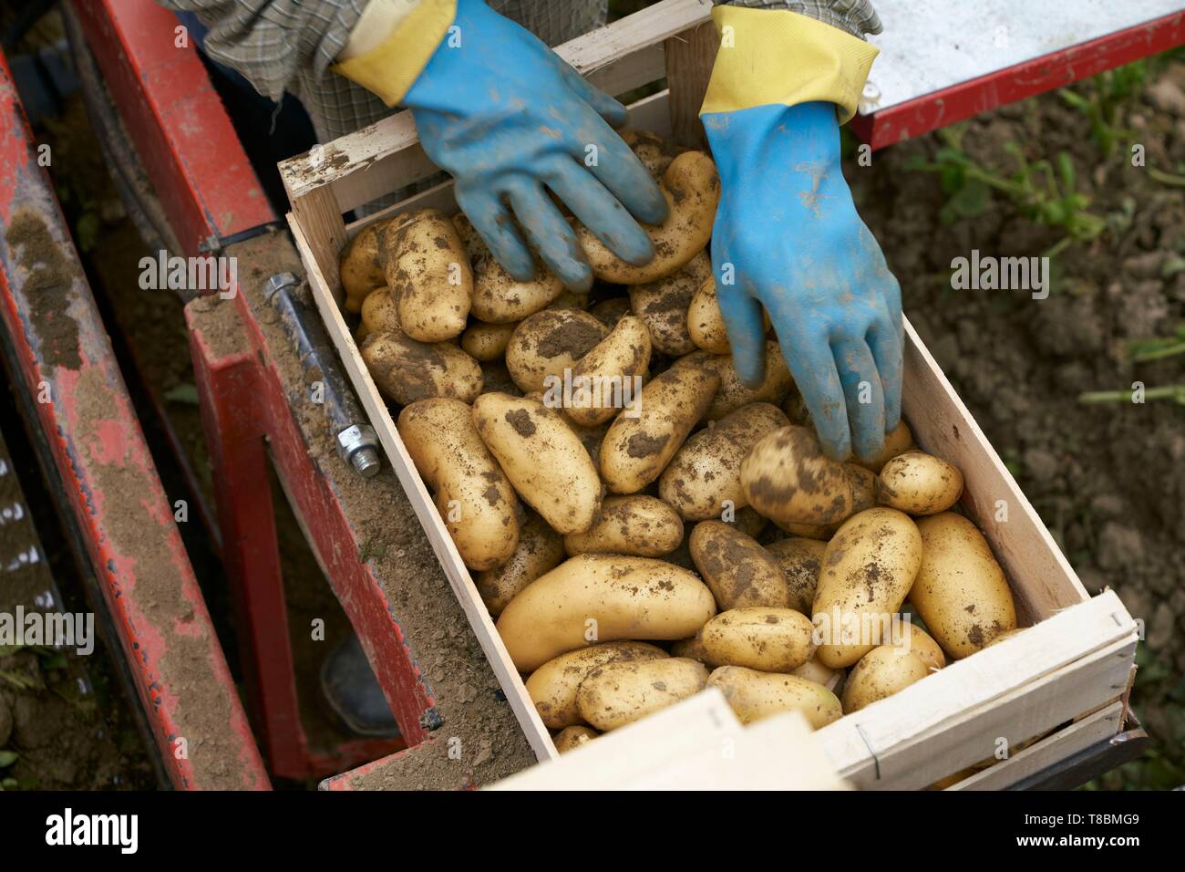 Download Potato Crates High Resolution Stock Photography And Images Alamy PSD Mockup Templates