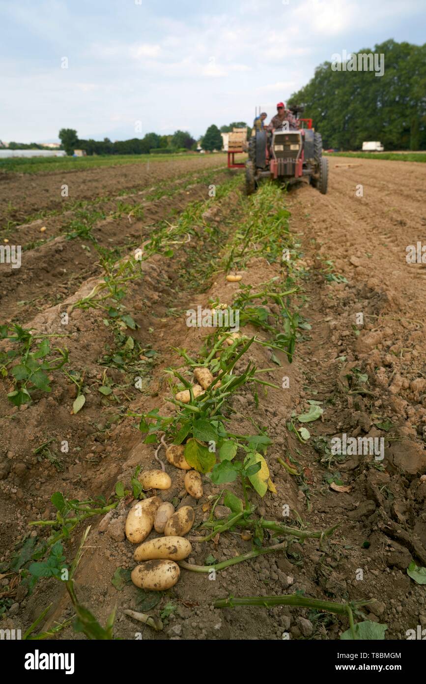 France, Pyrenees Orientales, Perpignan, SCEA Llyboutry, market gardener, Llyboutry Jer¶me potato producer Bea, Mechanized harvest Stock Photo