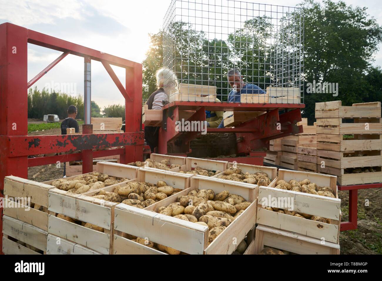 France, Pyrenees Orientales, Perpignan, SCEA Llyboutry, market gardener, Llyboutry Jer¶me potato producer Bea, Mechanized harvest Stock Photo