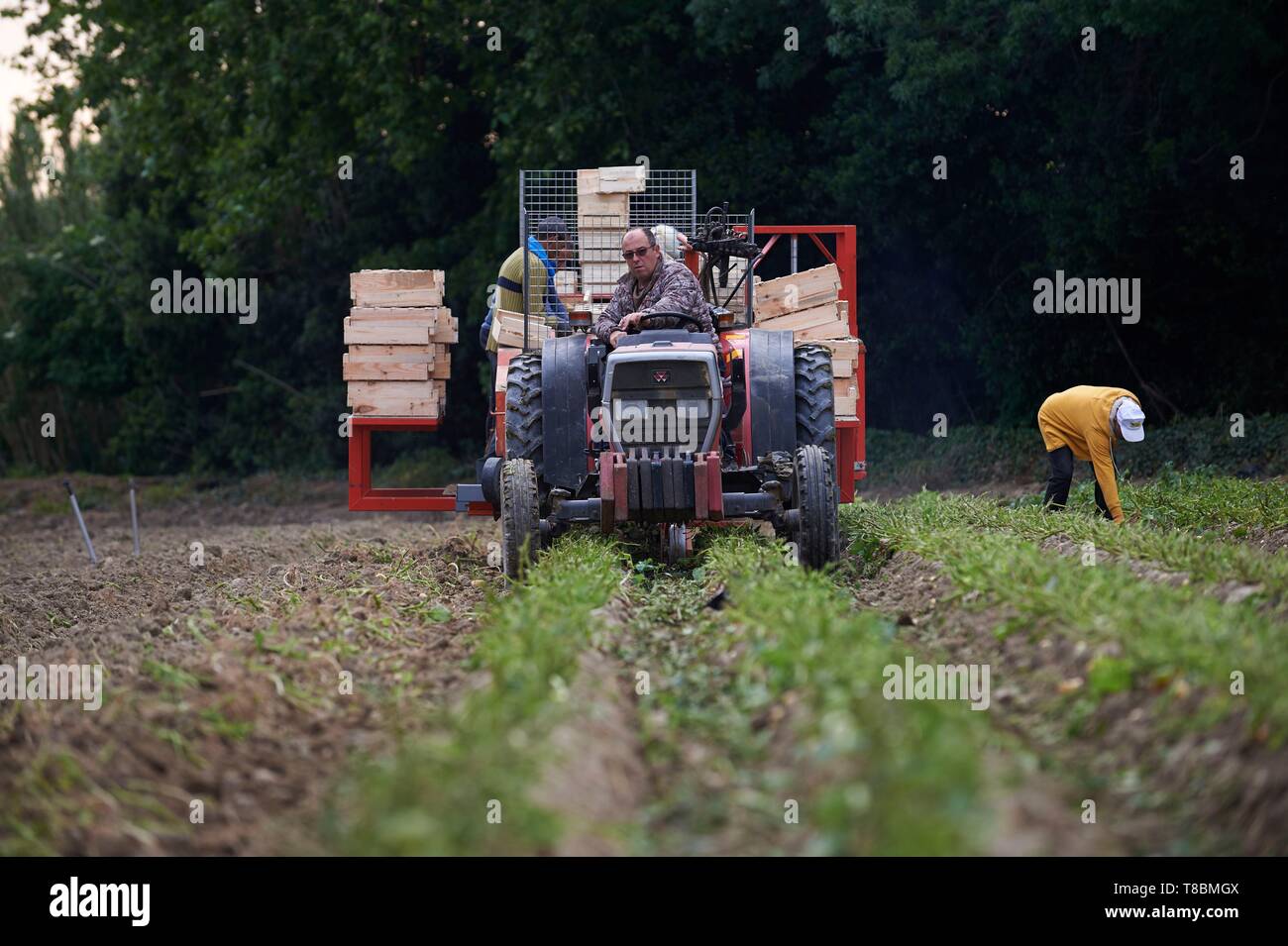 France, Pyrenees Orientales, Perpignan, SCEA Llyboutry, market gardener, Llyboutry Jer¶me potato producer Bea, Mechanized extraction Stock Photo
