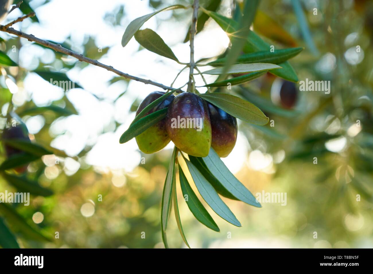 France, Aude, Caune Minervois, Farm, Jean Bernard Gieules, President of the Olive Lucque of Languedoc, olive grove Stock Photo