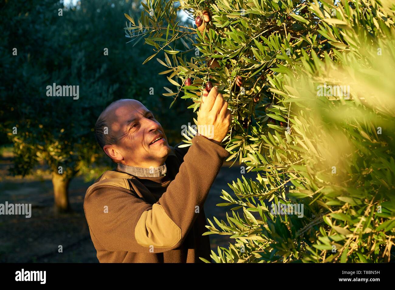 France, Aude, Caune Minervois, Jean Bernard Gieules, President of the Olive Lucque of Languedoc, picking olive Stock Photo