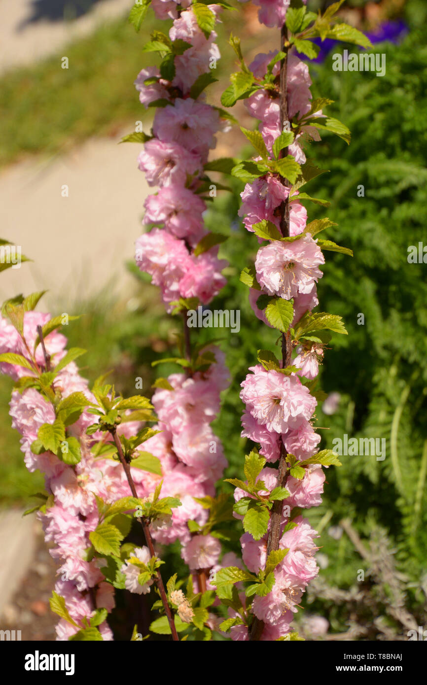 bush of almond with soft pink flowers, little hedge of prunus triloba louiseania early spring branches Stock Photo