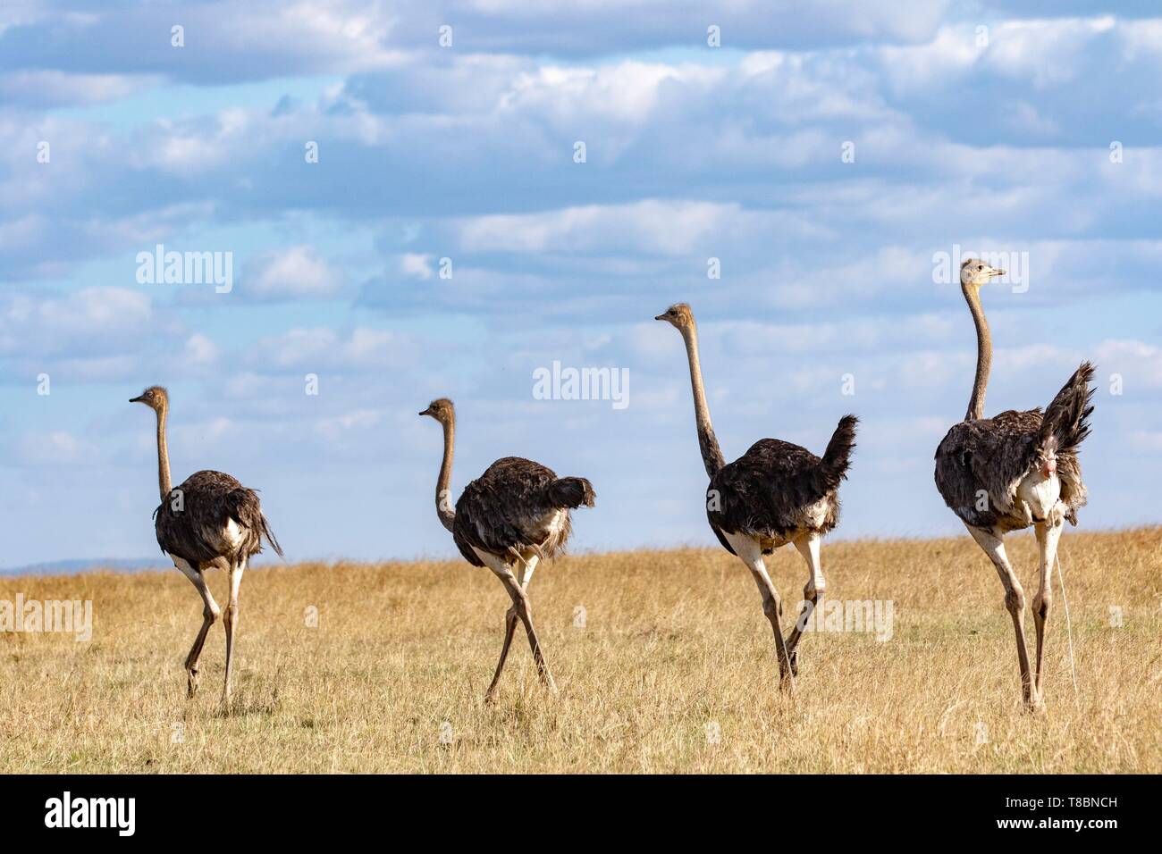 Kenya, Masai Mara Game Reserve, ostrich (Struthio camelus), groupe of some immatures Stock Photo