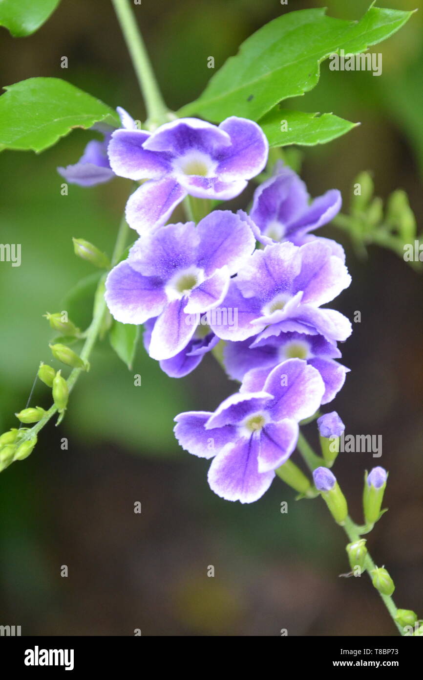 white violet flower Stock Photo