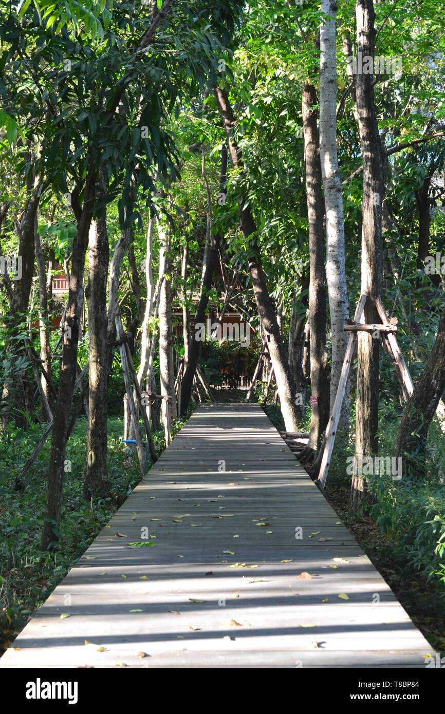 walk path in the wood 03 Stock Photo - Alamy
