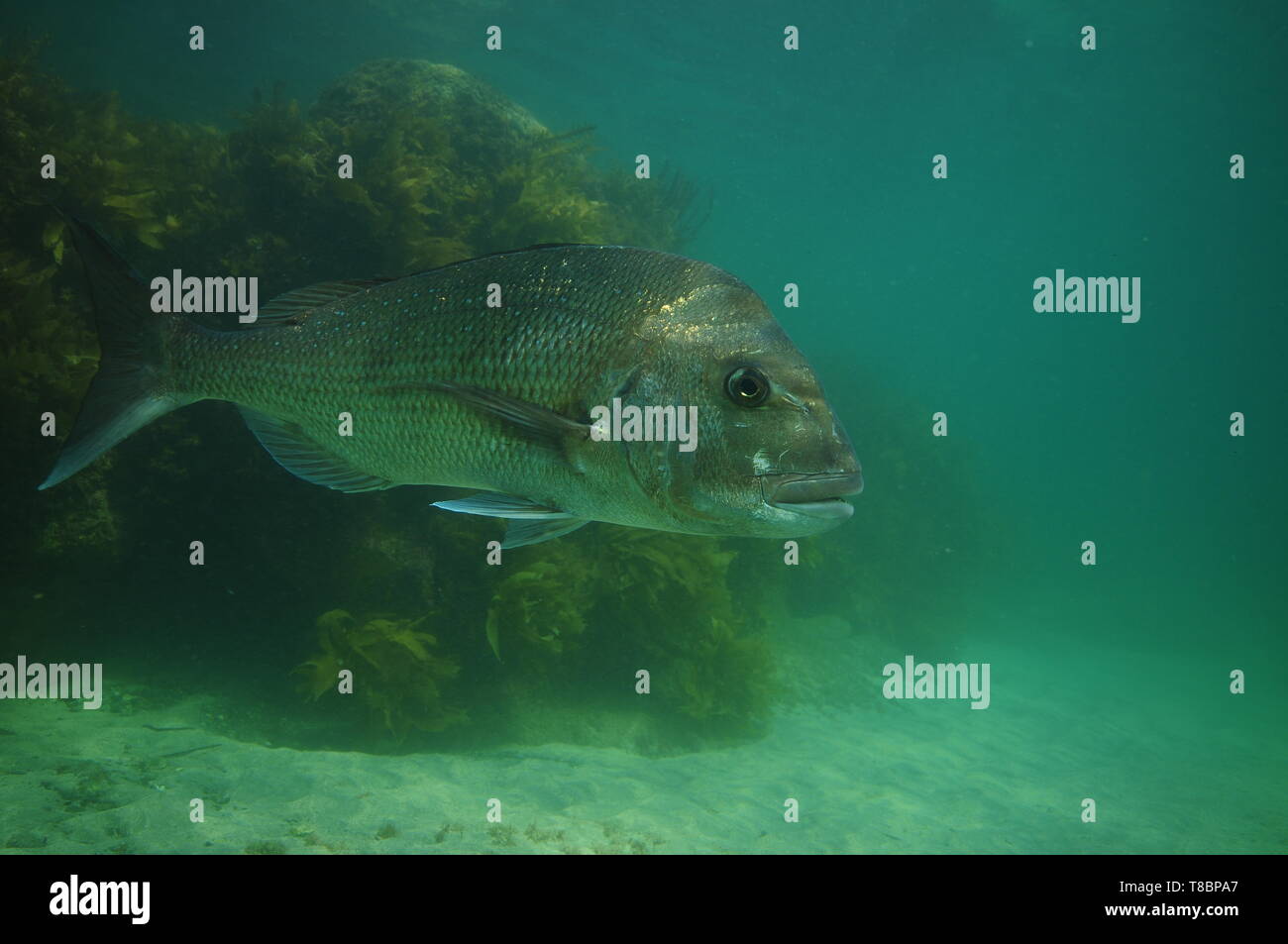 Side of large Australasian snapper Pagrus auratus with kelp covered rocky reef in background. Stock Photo