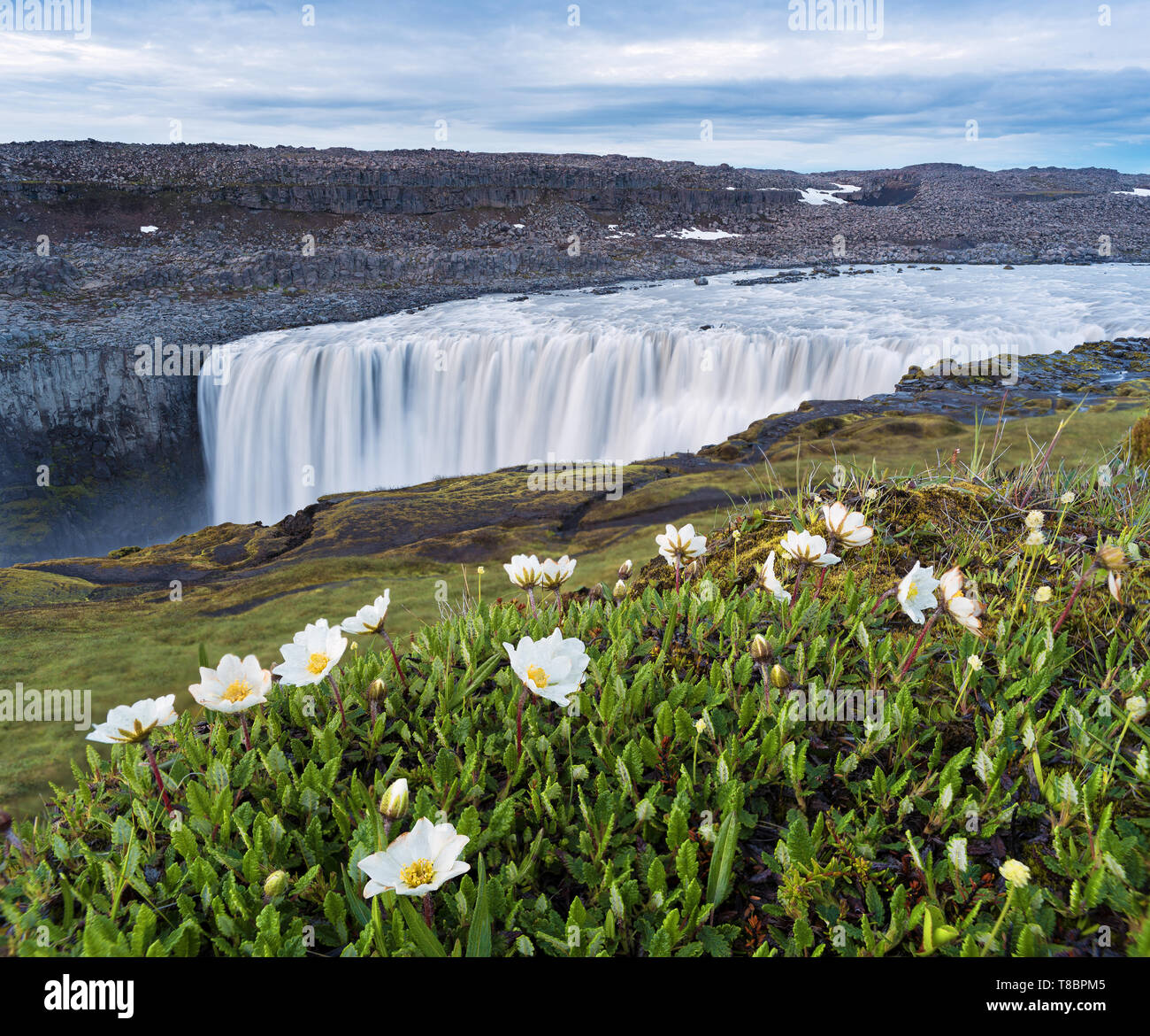 Dettifoss Waterfall, Iceland, Europe. Summer landscape with river and canyon. White flowers in the foreground. Beauty in nature Stock Photo