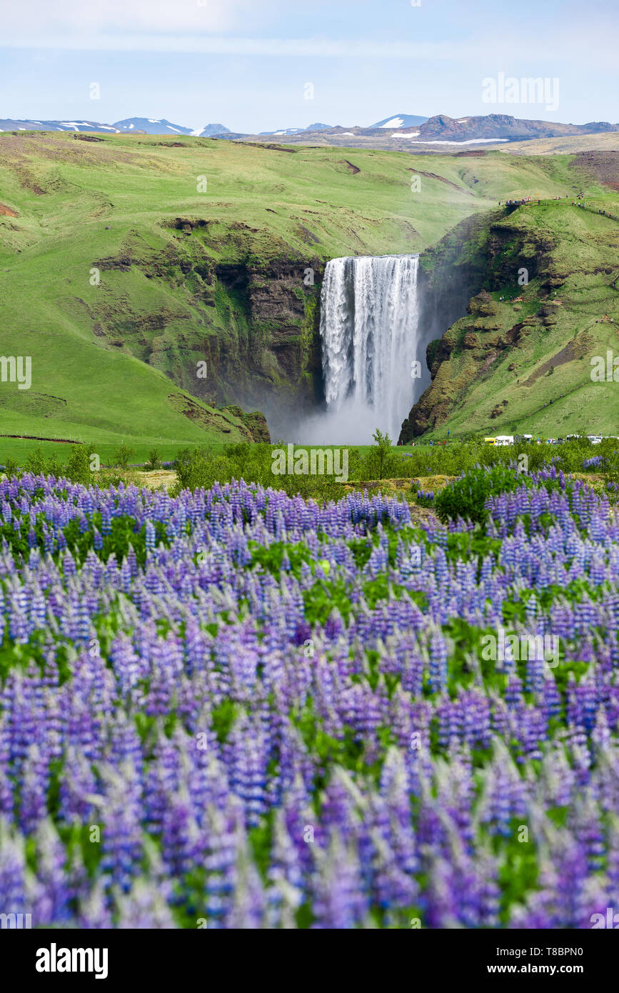 Skogafoss Waterfall, Iceland. Summer landscape with blooming lupines. Beauty in nature Stock Photo