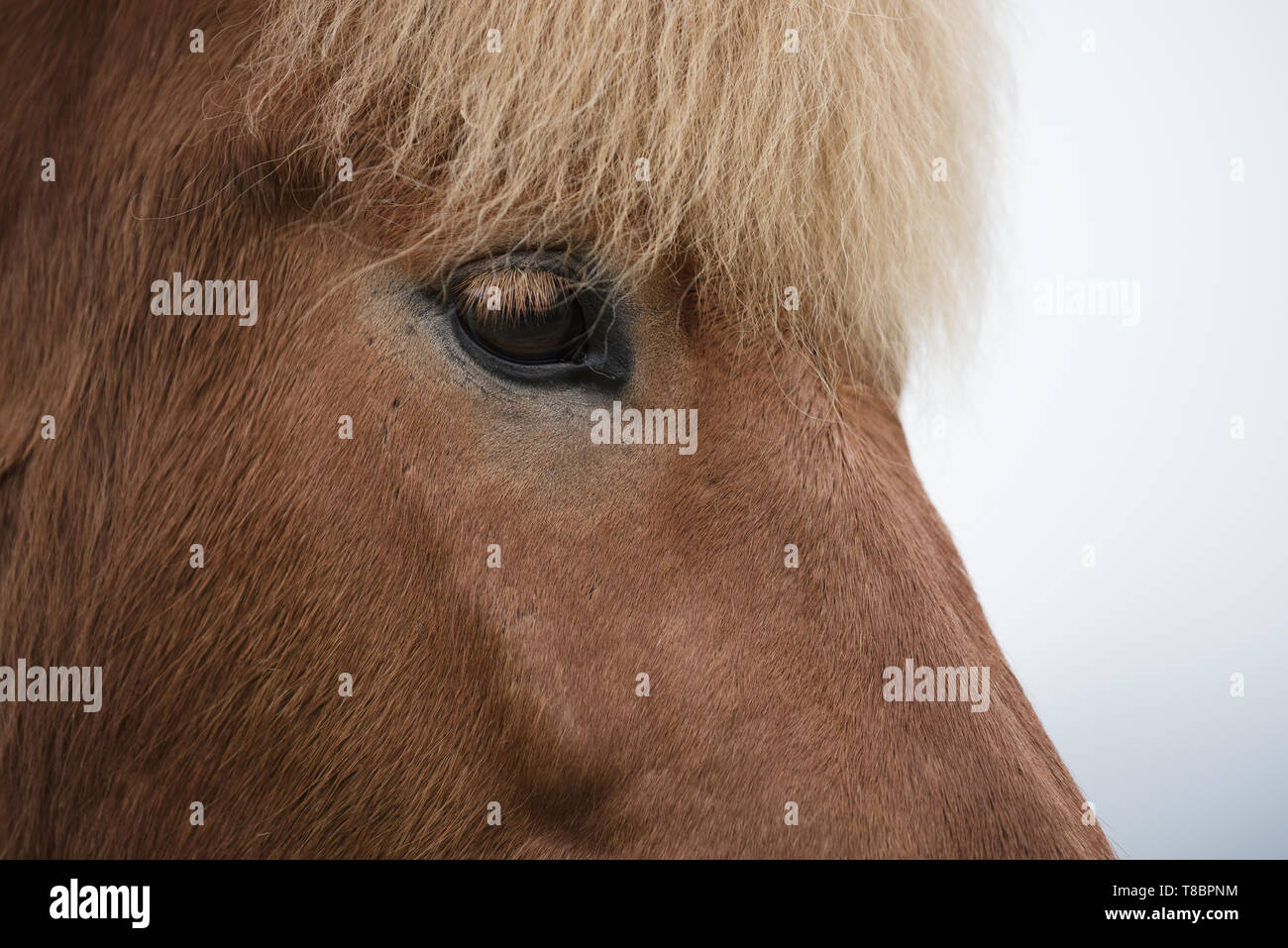 Horse head closeup. The brown color of the animal. Taken in Iceland Stock Photo