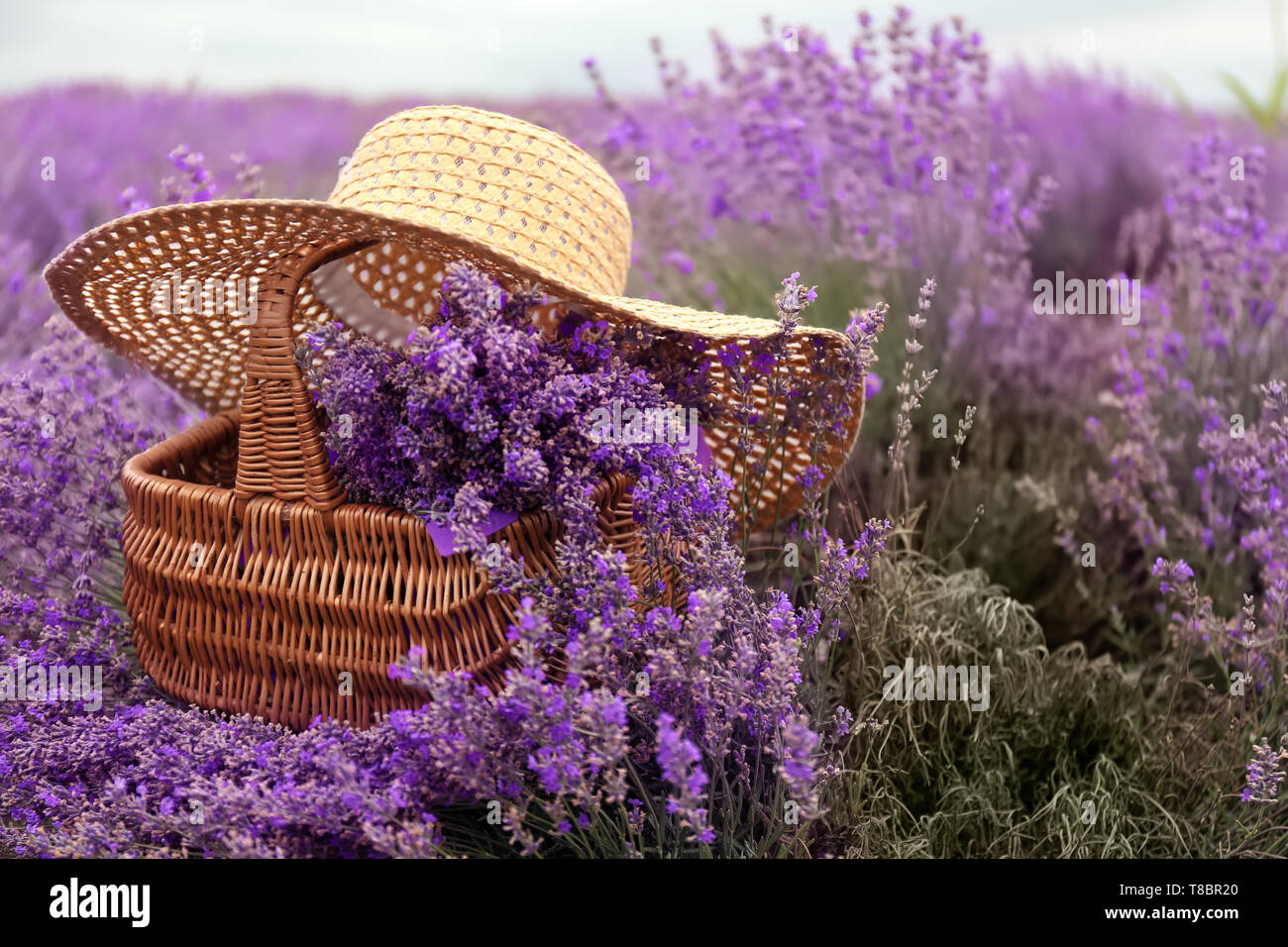 Cut Dry Lavender Flowers In A Small Wicker Basket In The Garden Next To  Blooming Lavender Bushes And Summer Hat. Stock Photo, Picture and Royalty  Free Image. Image 188853135.