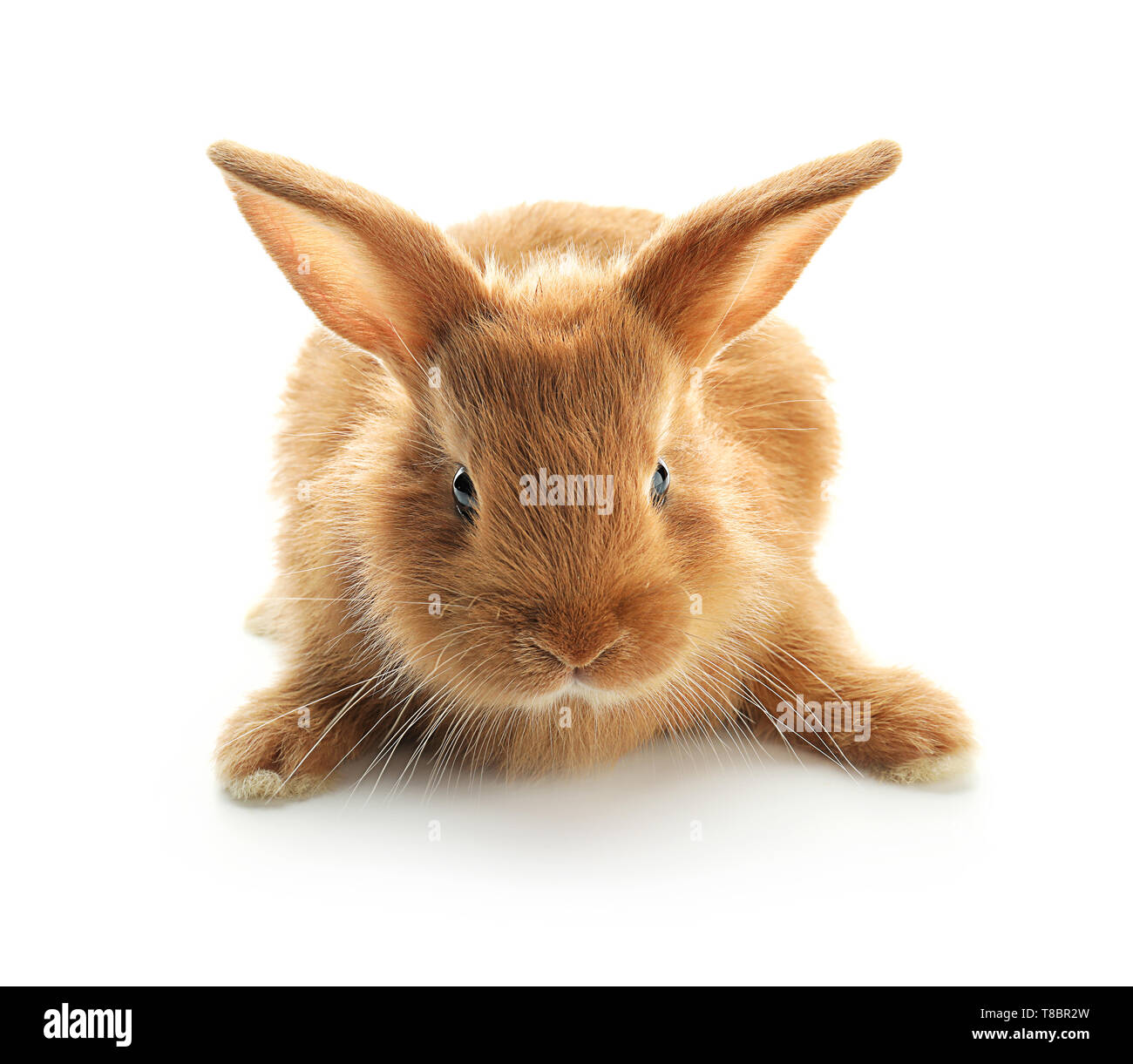 Cute fluffy bunny on white background Stock Photo - Alamy