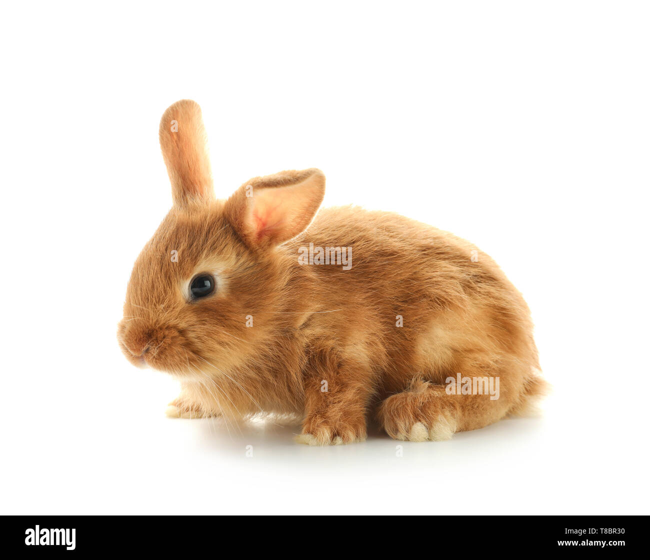 Cute fluffy bunny on white background Stock Photo - Alamy