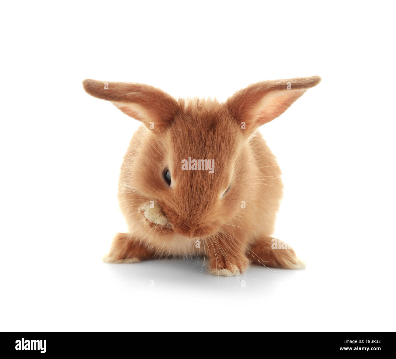Cute fluffy bunny on white background Stock Photo - Alamy