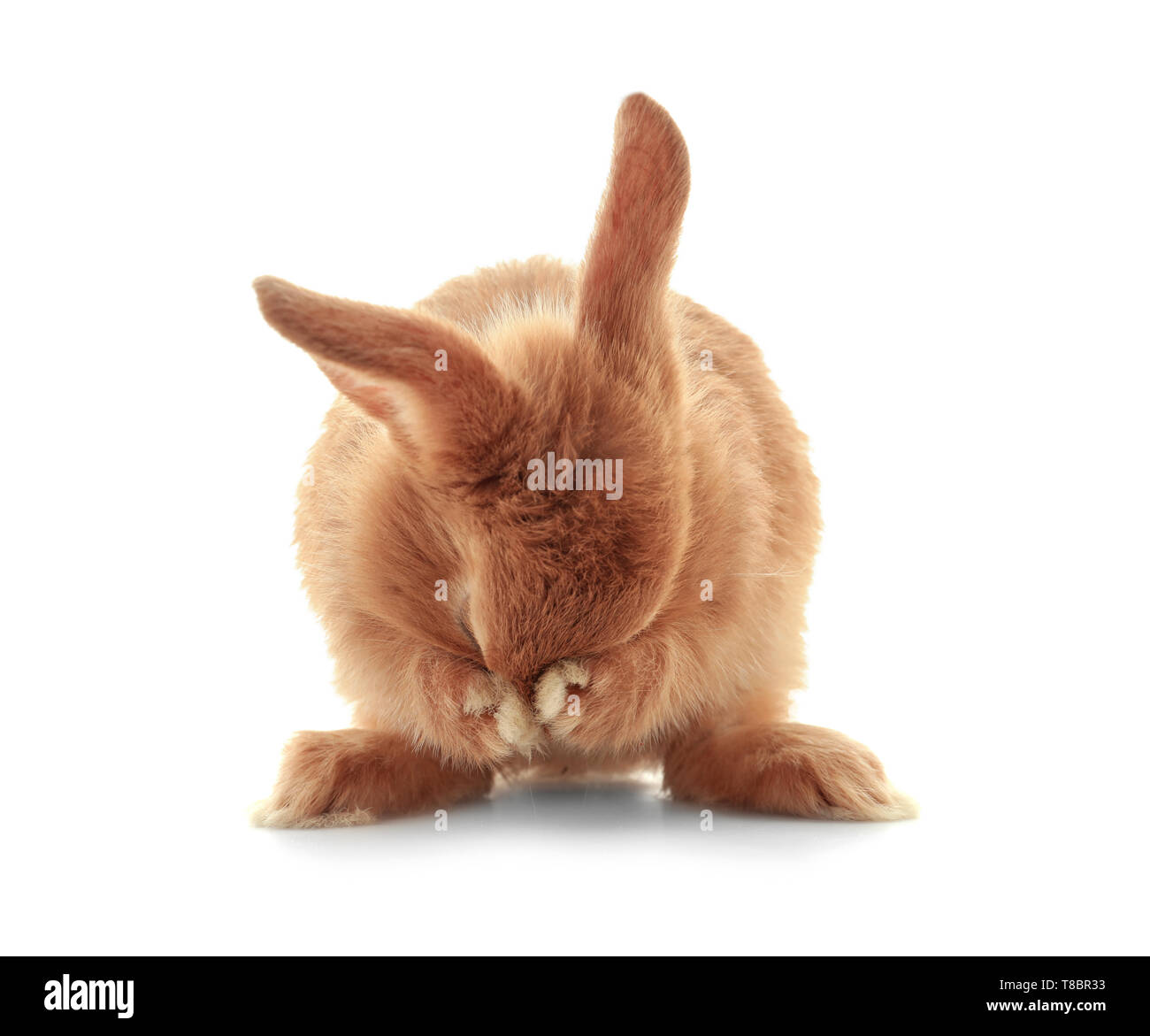 Cute fluffy bunny on white background Stock Photo - Alamy