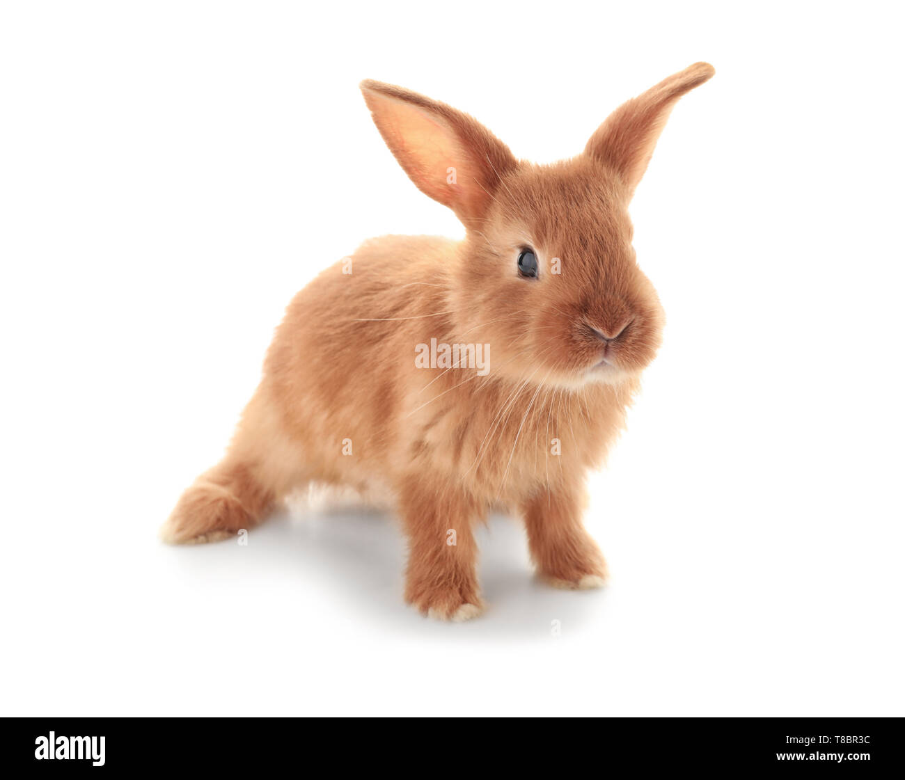 Cute fluffy bunny on white background Stock Photo - Alamy