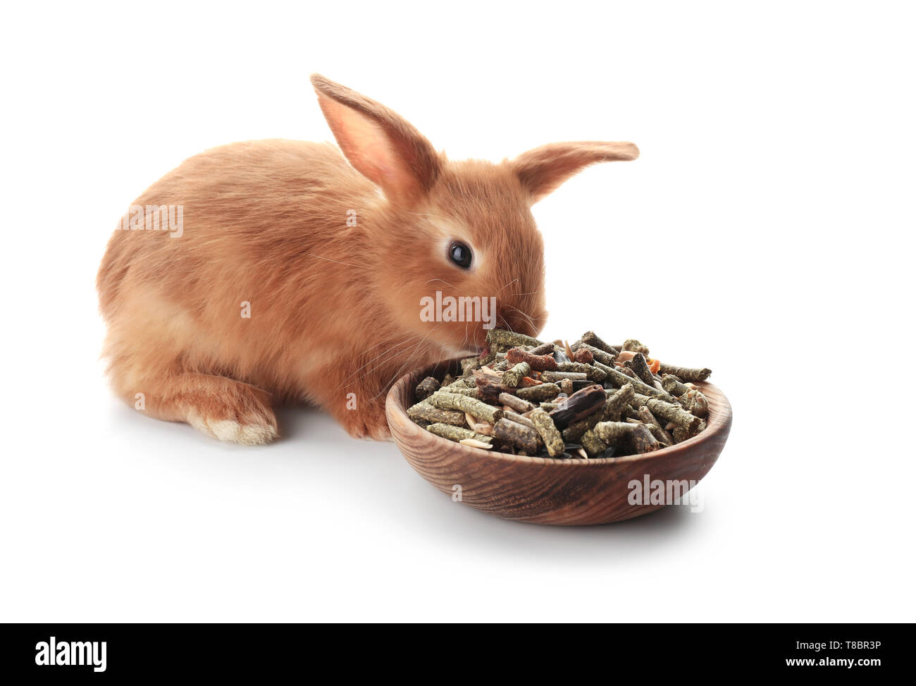 Bunny eating cheap food