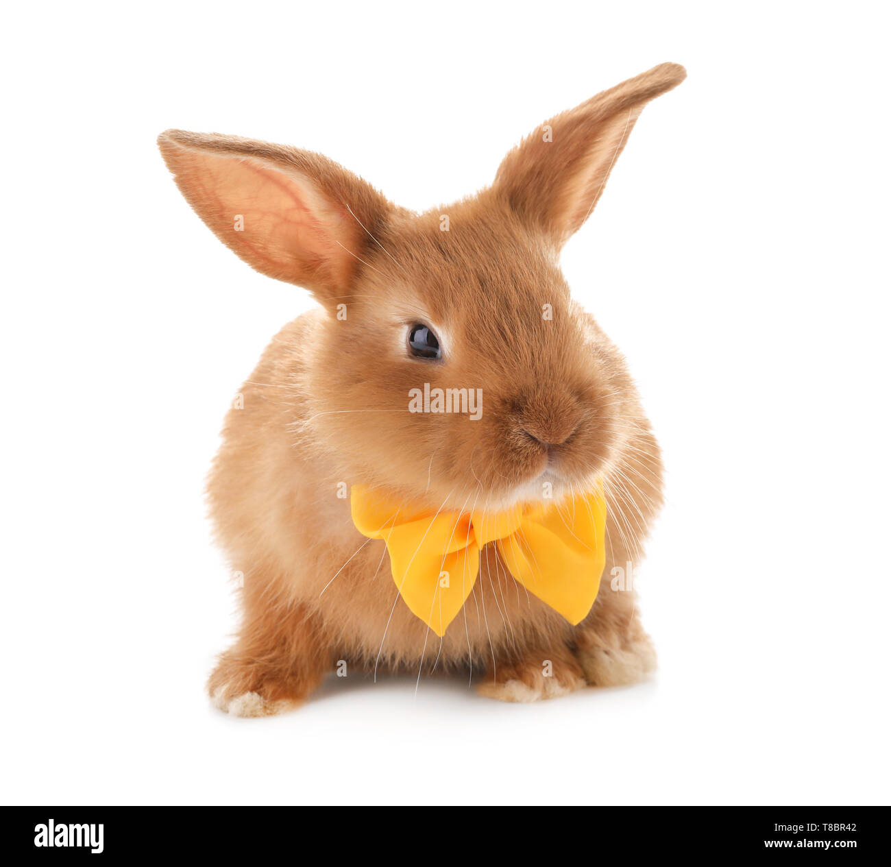 Cute fluffy bunny with bow tie on white background Stock Photo - Alamy