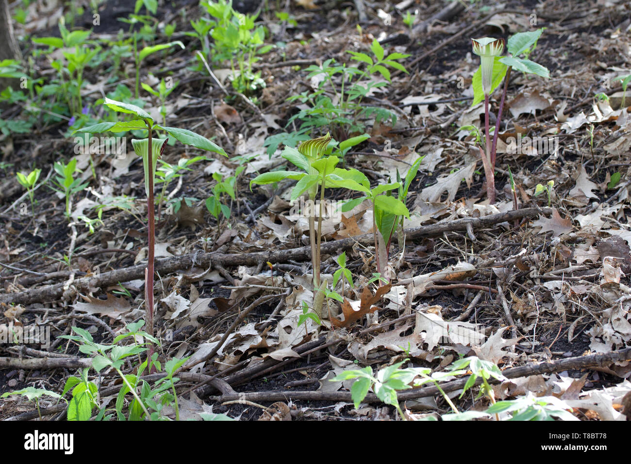 A group of Jack-in-the-Pulpit wildflowers bloom together in their native forest habitat Stock Photo