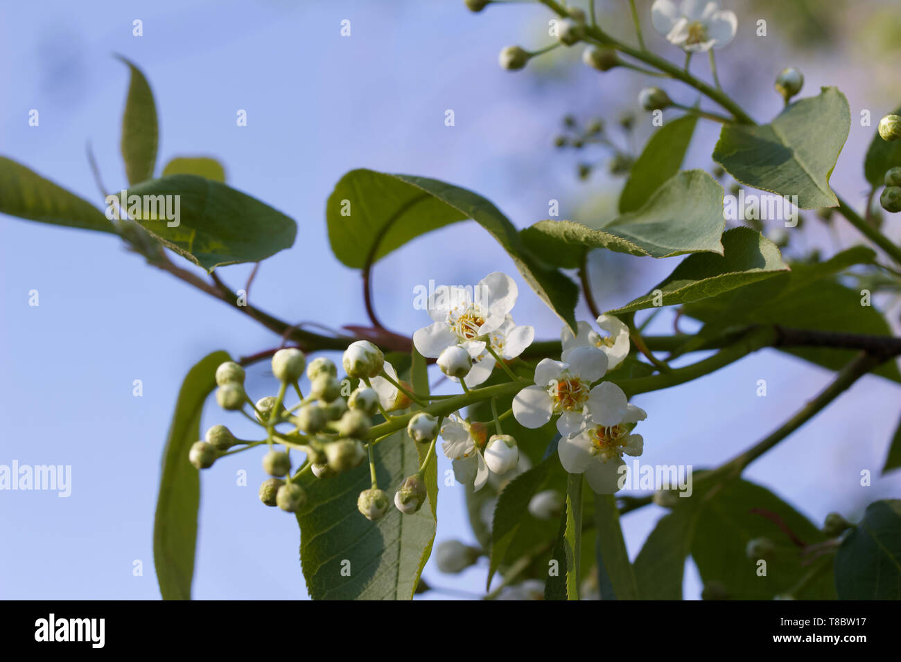 Choke cherry tree hires stock photography and images Alamy