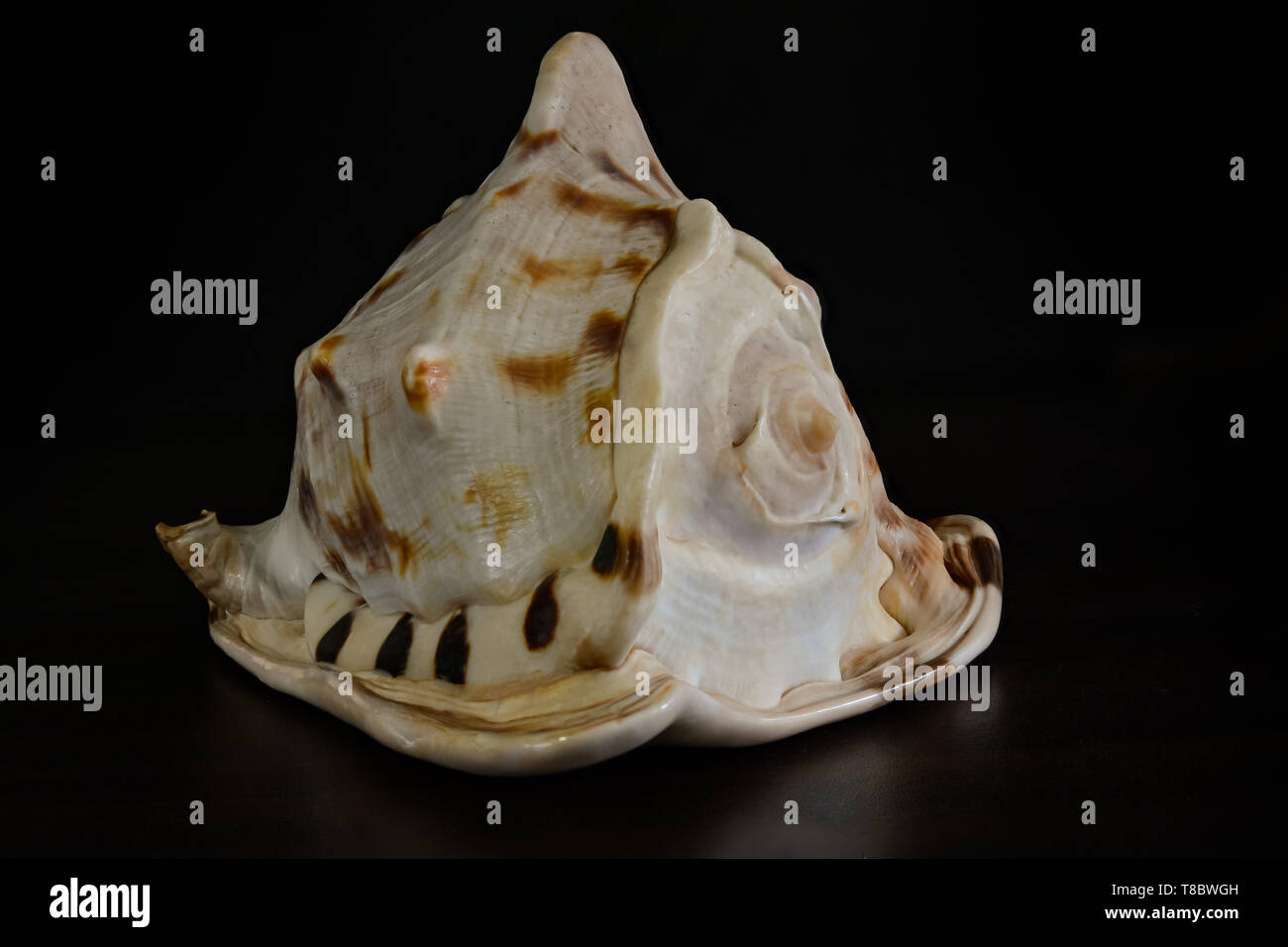 Scallop shell fossil hi-res stock photography and images - Alamy