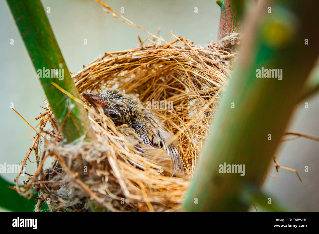 Baby bird in nest, bird make nest at people home Stock Photo Alamy