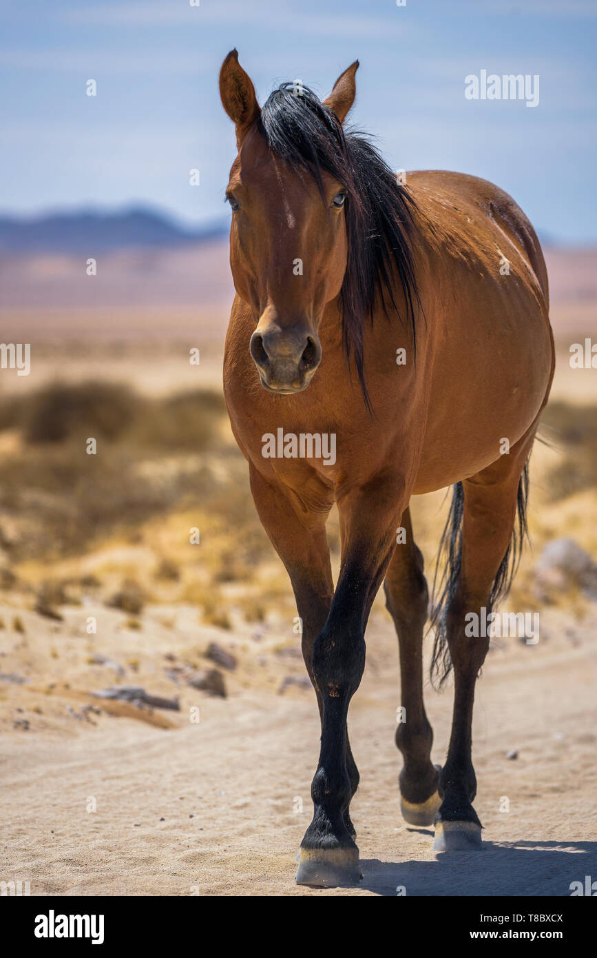 Wild horse of the Namib desert walks on a dirt road near Aus, south Namibia Stock Photo