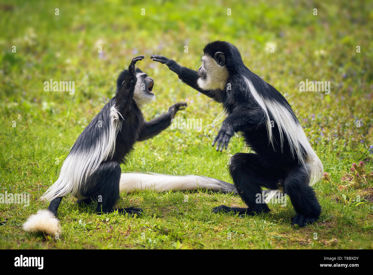 Two Mantled guereza monkeys fighting in grass Stock Photo