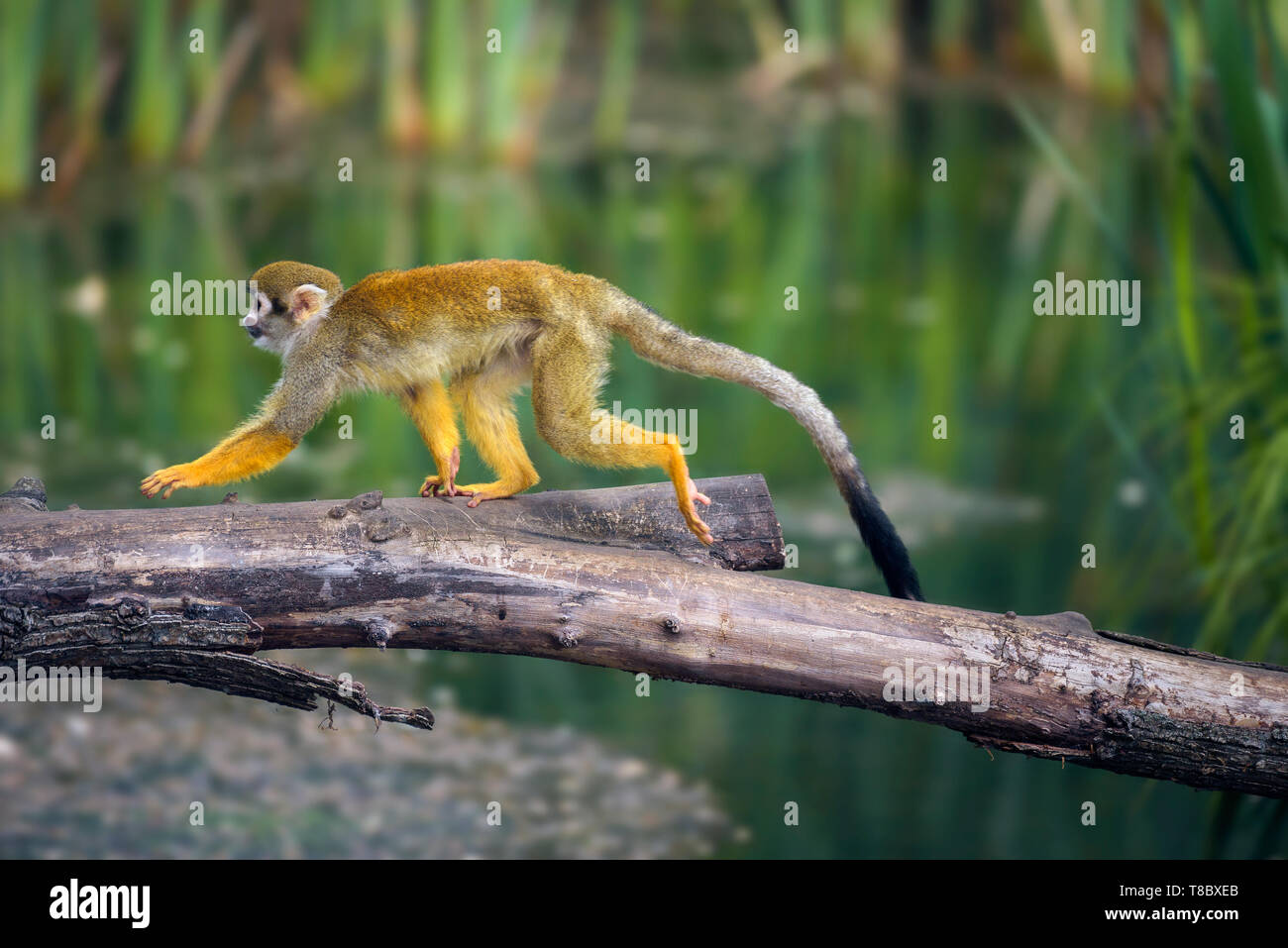 Common squirrel monkey walking on a tree branch above water Stock Photo