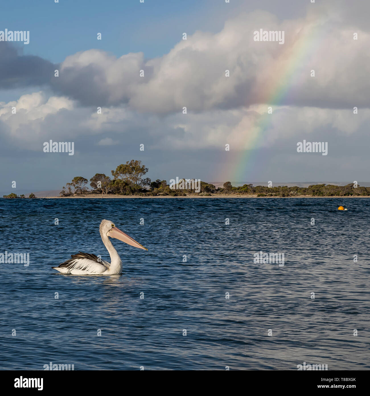Beautiful pelican swims solitary with a rainbow in the background, Kangaroo Island, Southern Australia Stock Photo