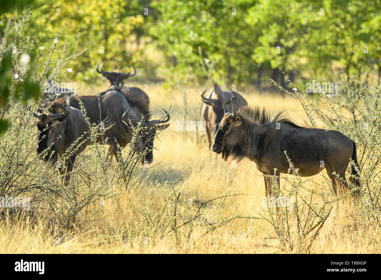 Common Wildebeest - Connochaetes taurinus, common antelope from African savannas and grasslands, Etosha National Park, Namibia. Stock Photo