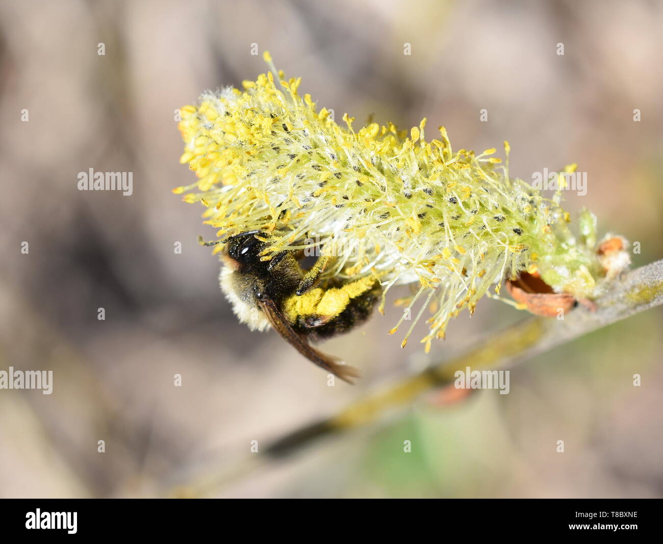 Bee with yellow pollen hi-res stock photography and images - Alamy