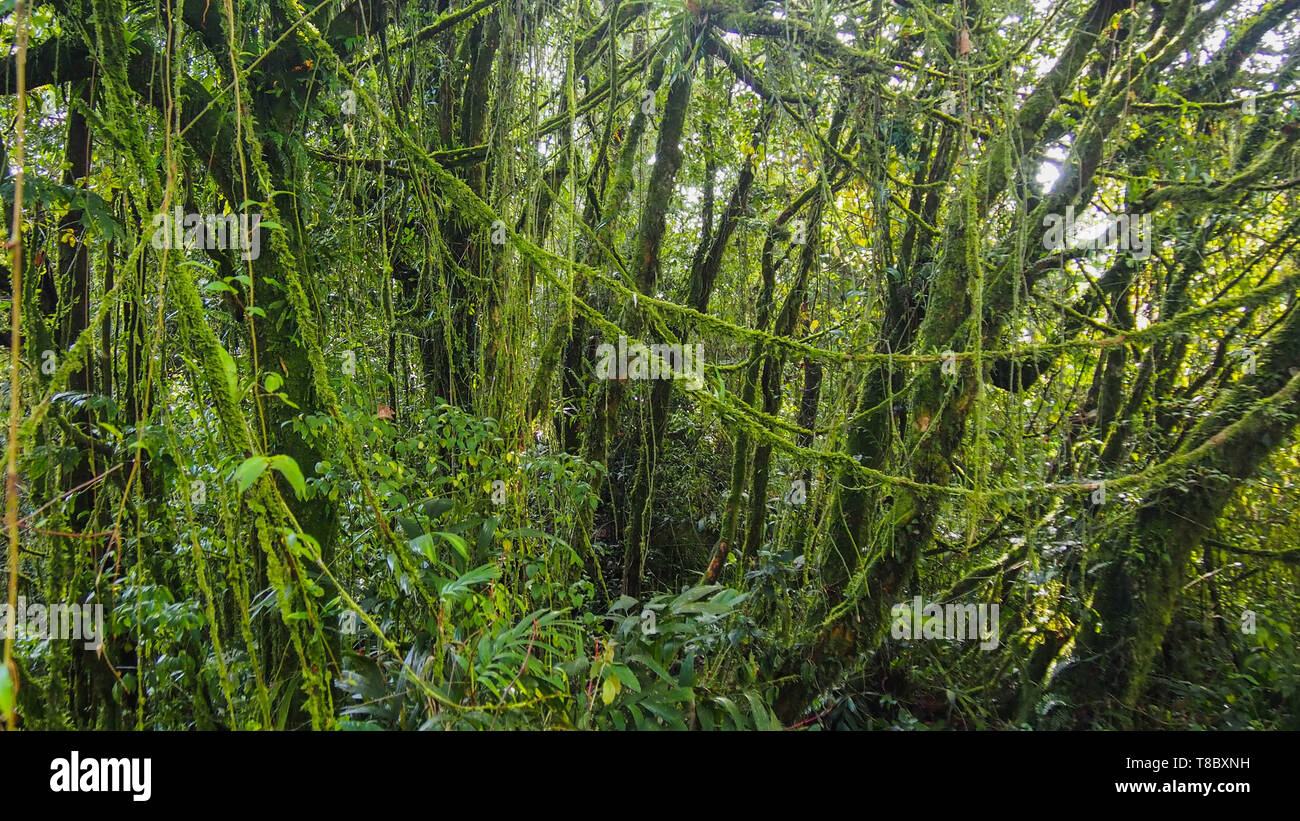 Green mossy forest hi-res stock photography and images - Alamy