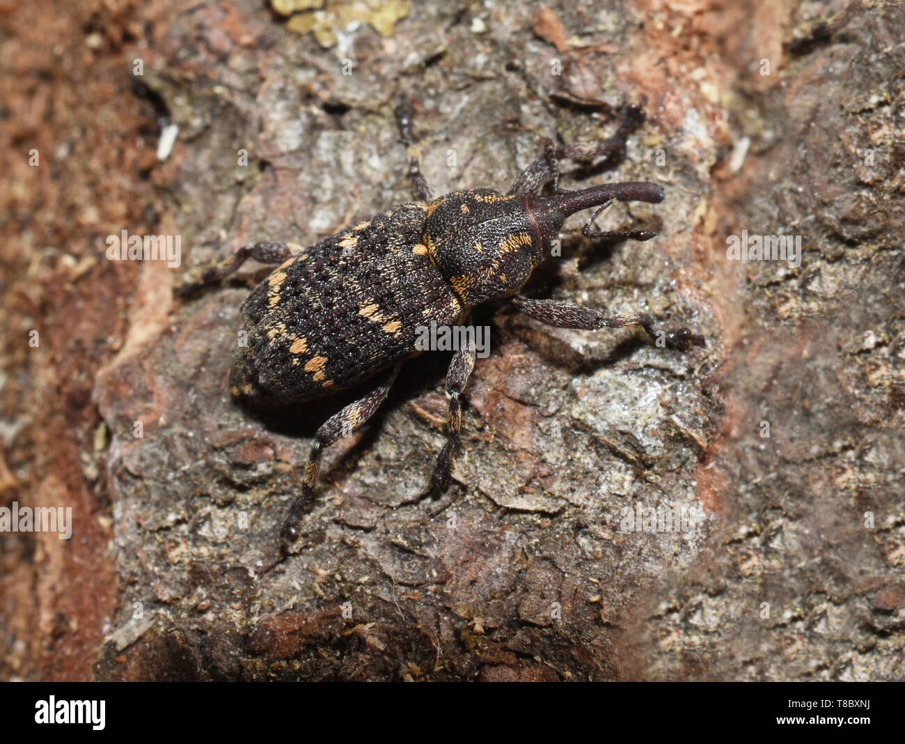 Pine weevil Pissodes pini on  a piece of bark Stock Photo