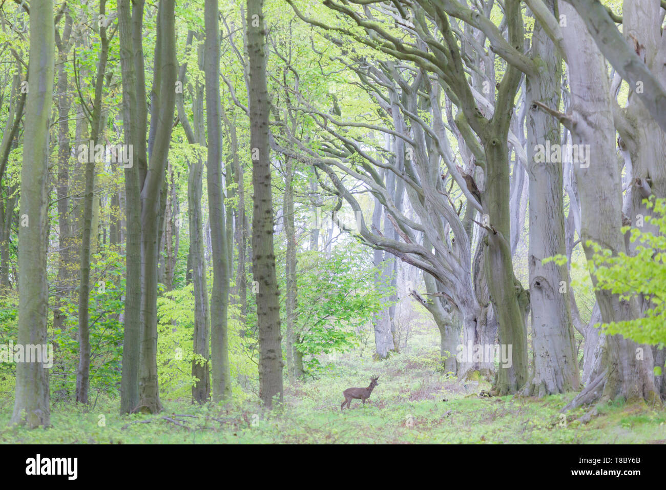A wild roe deer in an ancient forest of beech trees at spring time in an English wood. Stock Photo