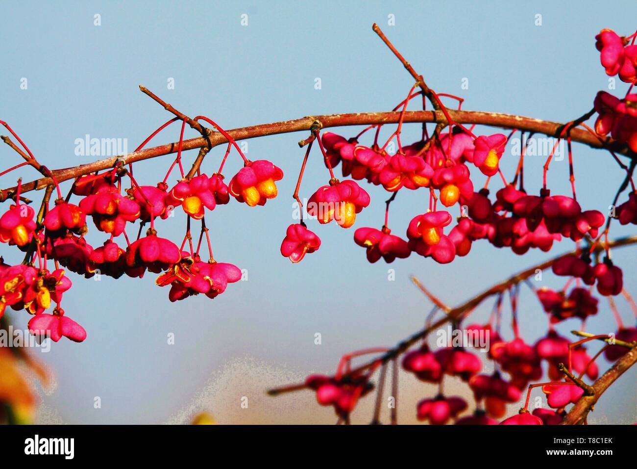Spindle tree winter hires stock photography and images Alamy