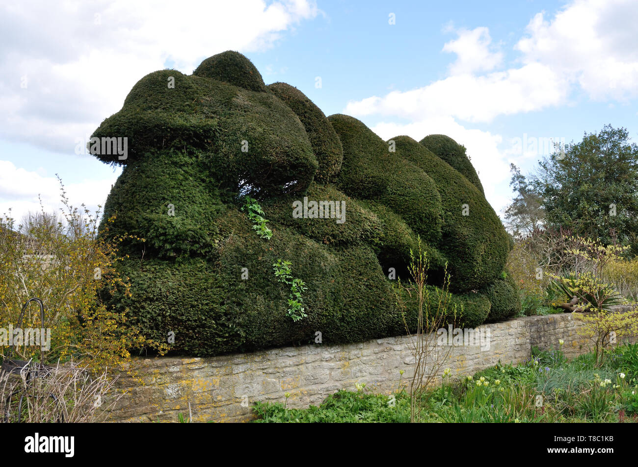 An example of the unusual topiary at The Courts Garden, Holt, near